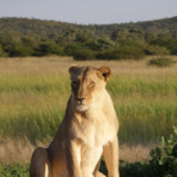 Okonjima lioness, from Wikipedia